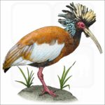 Madagascar Crested Ibis illustration