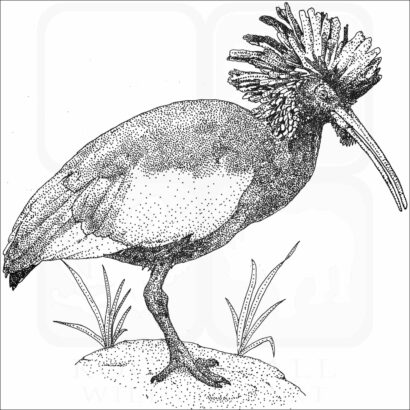 Madagascar Crested Ibis