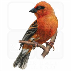 Madagascar or Red Fody illustration