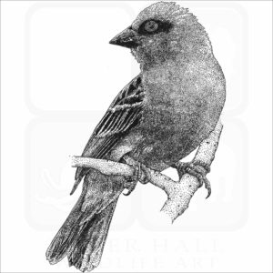 Madagascar or Red Fody