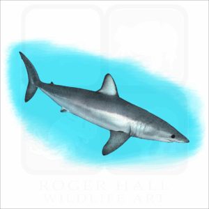 Shortfin Mako Shark illustration