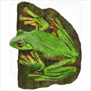 Malabar Gliding or Flying Frog illustration