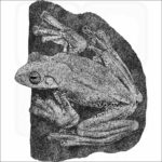 Malabar Gliding or Flying Frog