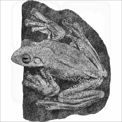 Malabar Gliding or Flying Frog