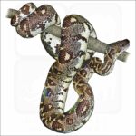 Madagascar or Malagasy Tree Boa illustration