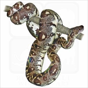 Madagascar or Malagasy Tree Boa illustration
