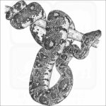 Madagascar or Malagasy Tree Boa