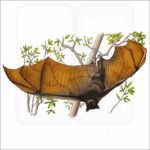 Large Flying Fox illustration