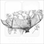 Large Flying Fox