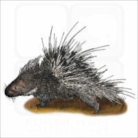 Malayan or Himliyan Porcupine