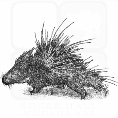 Malayan or Himalayan Porcupine