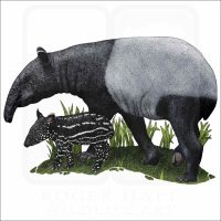 Malayan or Asian Tapir illustration