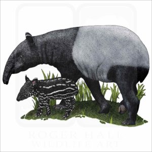 Malayan or Asian Tapir illustration