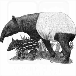 Malayan or Asian Tapir