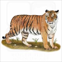 Malayan Tiger illustration