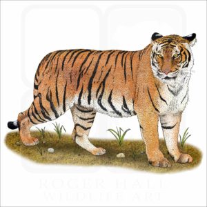 Malayan Tiger illustration