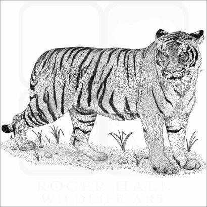 Malayan Tiger