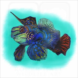 Mandarinfish illustration