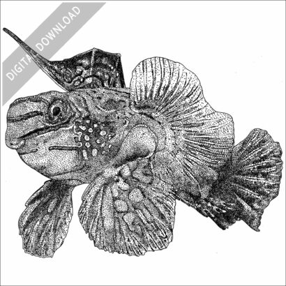 Stock Art Drawing of a Mandarinfish - Image 2