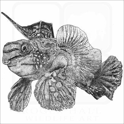 Mandarinfish