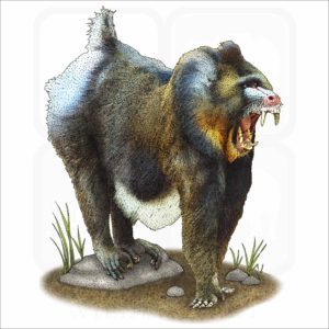 Mandrill illustration