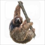 Maned Sloth illustration