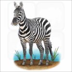 Maneless Zebra illustration