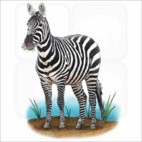 Maneless Zebra illustration