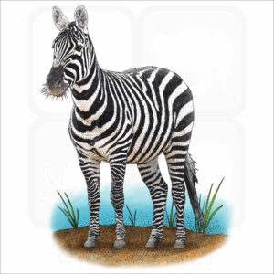 Maneless Zebra illustration