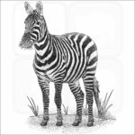 Maneless Zebra