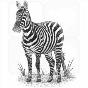 Maneless Zebra