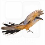 Mangrove Cuckoo illustration
