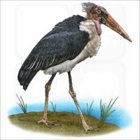 Marabou Stork illustration