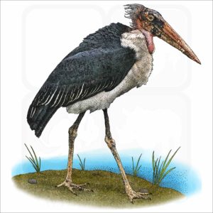 Marabou Stork illustration