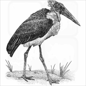 Marabou Stork