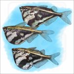 Marbled Hatchetfish illustration