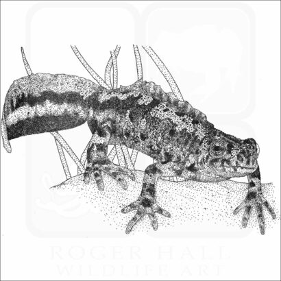 Marbled Newt