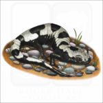 Marbled Salamander illustration