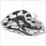 Marbled Salamander