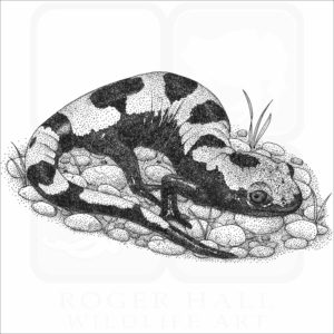 Marbled Salamander
