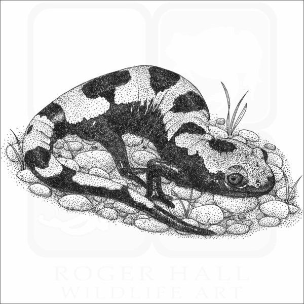 Marbled Salamander