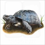 Marginated Tortoise illustration