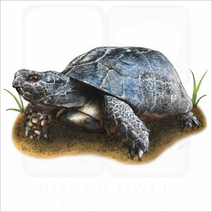 Marginated Tortoise illustration