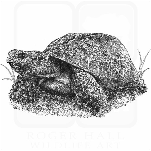 Marginated Tortoise