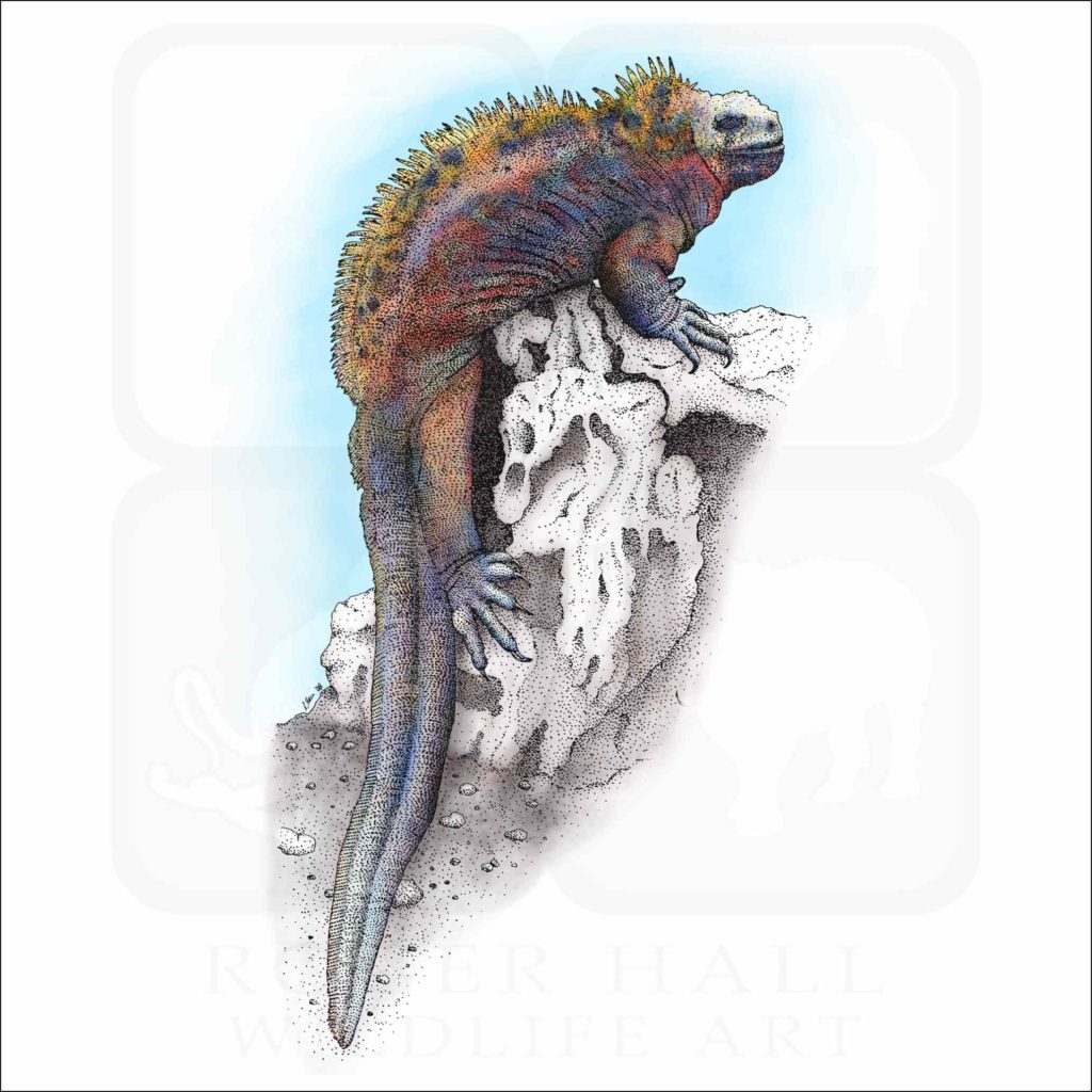 Marine Iguana - Signed Fine Art Print – inkart