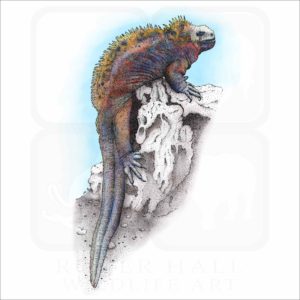 Marine Iguana illustration
