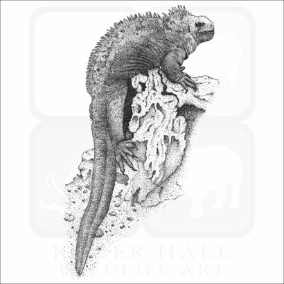 Marine Iguana