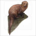 Marine Otter illustration