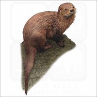 Marine Otter illustration