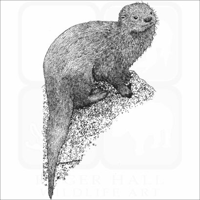 Marine Otter
